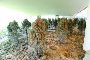 桥下种植的植物选择：耐阴耐涝低维护的秘诀