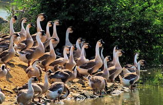 大鹅养殖：一种以鹅为对象的农业活动