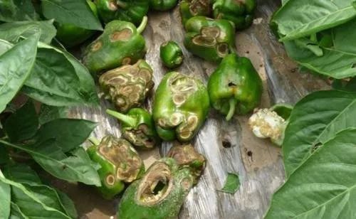 果园炭疽病防效差，怎么办？