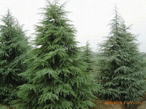 雪松苗木修剪，主枝侧枝比例大揭秘！