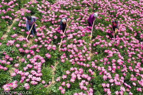 花药兼种， 金银花香飘满院