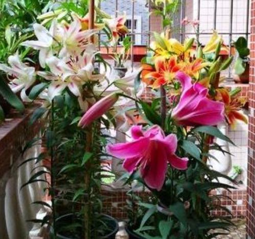 空气凤梨：不用泥土也Neng生长的空气草