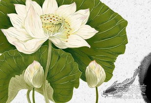 荷花的季节，我的季节