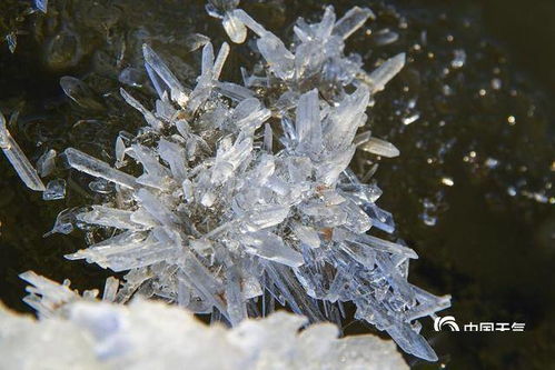 白色花卉，清新雅致