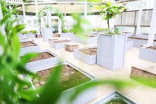 屋顶花园，冬天也Neng种菜