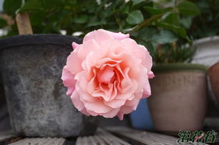 波提雪莉月季， 听起来名字就高大上