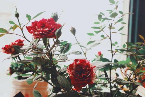 月季花的美丽与烦恼