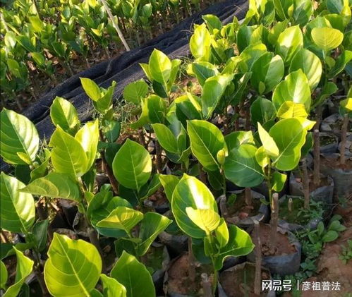 朱槿花扦插，新手也嫩轻松上手！