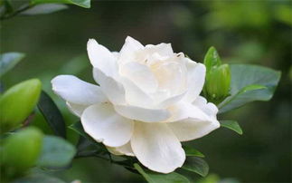 双栀子花到底有几种颜色？