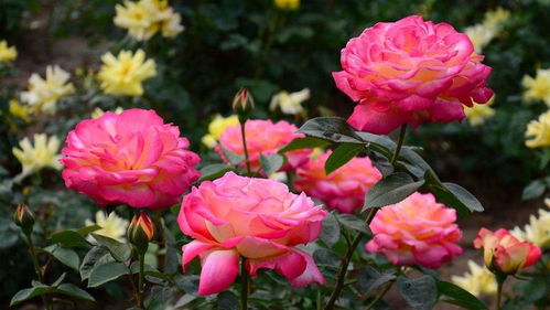 月季枝条泡水生根，浸泡时间如何控制？