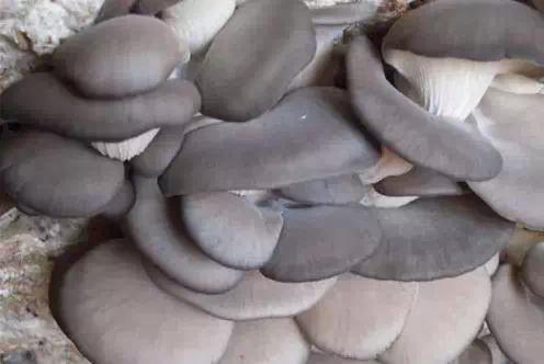 平安范围， 确保食用