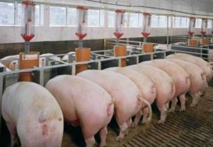 创新猪肉保鲜技术，延长养殖周期