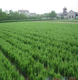 沭阳苗木之乡的魅力