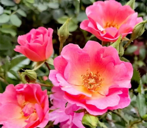 种植时机与花期