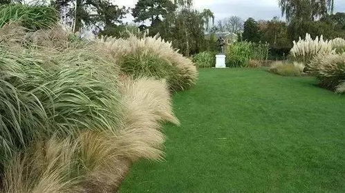 波浪草坪，剪股颖，听起来好高端哦！