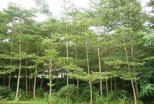 小叶榄仁的生长条件