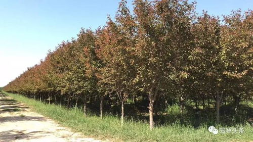 因地制宜发展苗木生产