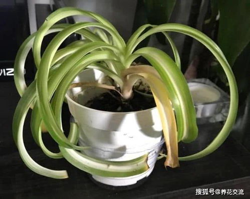 水养吊兰烂根后还能继续水养吗？如何处理烂根问题