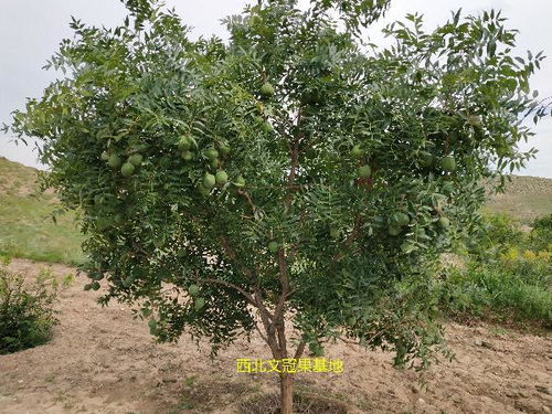 文冠果树栽种后如何科学管理？如何确保其茁壮成长