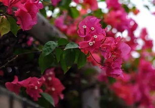 三角梅开花时间？揭秘春季绽放的秘密