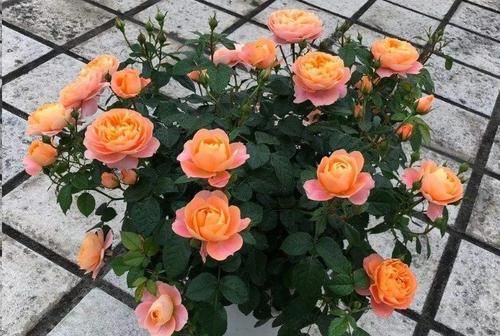 种植与养护：让地被月季绽放生命力