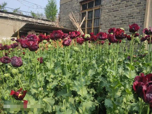 不夜城植物种植记