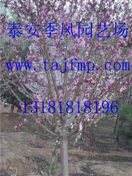 桉树苗的种植与管理