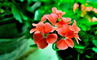 菟丝花双：缠绵谁家院