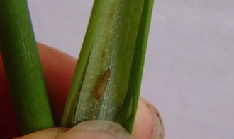 防治水稻稻瘿蚊，水稻的守护者