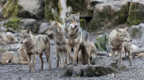 自然交配：大自然的神奇魔法