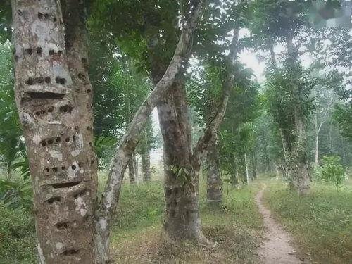 沉香树种植：了解沉香树特性