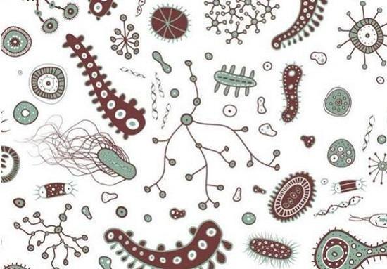 细菌：无处不在的小恶魔