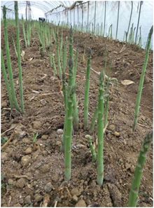 揭秘：高效芦笋种植技术，高清视频教程，畜牧养殖必看！