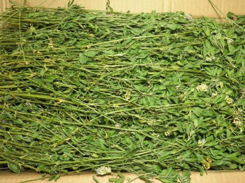 如何根据兔全价饲料苜蓿草配方，科学储存苜蓿草喂猪饲料，确保营养成分不流失？