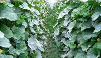 苎麻种植关键在于掌握适时收获时机