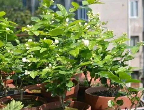 绿宝树基因突变，为何仍不开花