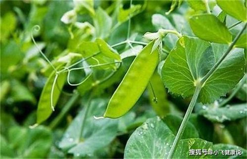 种子直播：把握时机