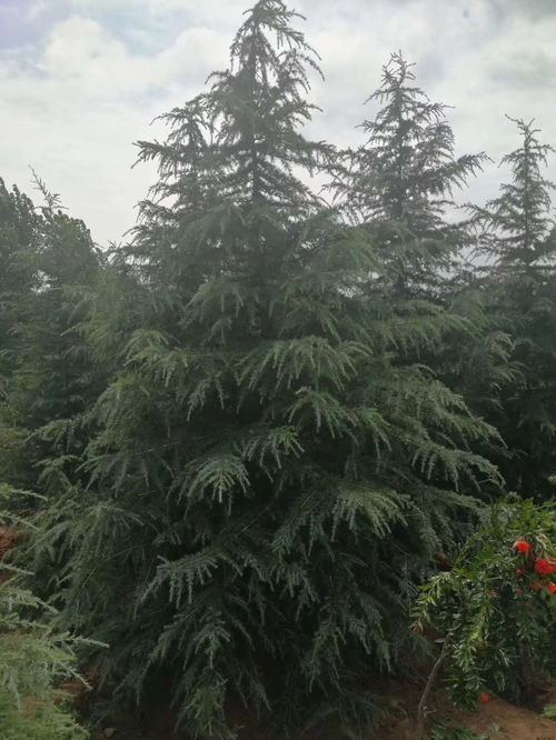 5米雪松树，值不值这个价？