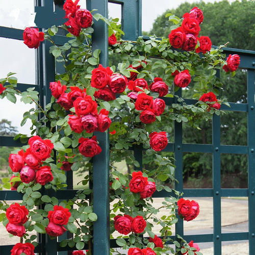 盆栽月季的批发价格