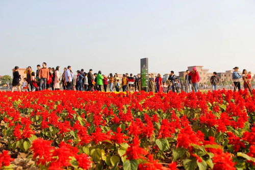 北方花草的耐寒品种