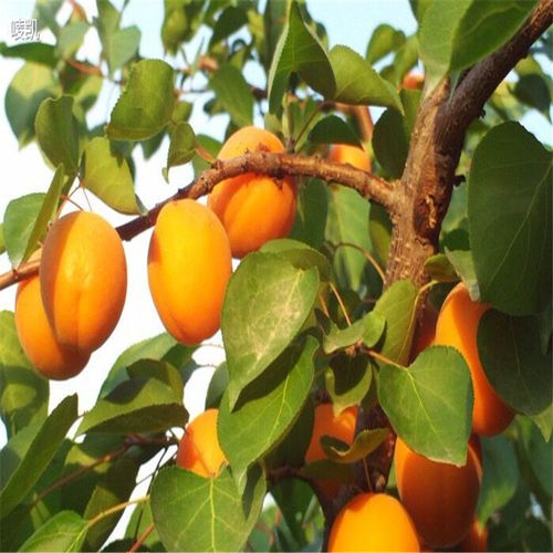 杏树仁种植失败，原因何在？