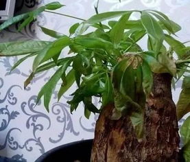 发财树白斑处理：剪除病叶