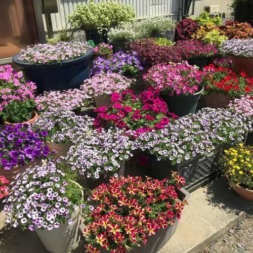 5. 施肥， 是养花的艺术