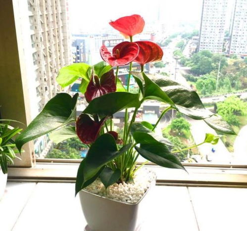 如何养护红掌？掌握养殖技巧，打造绚丽花卉景观！