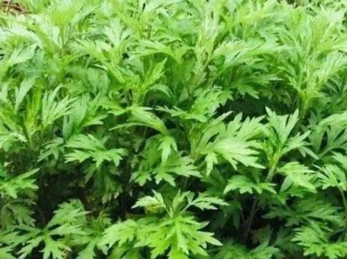 艾叶属于哪种植物类别？它究竟属于菊科还是其他植物类别