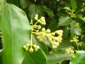 香樟树种子的生长环境大揭秘