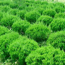 除了蜀桧球，还有啥推荐的吗？