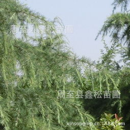 雪松修剪整形的几大技巧