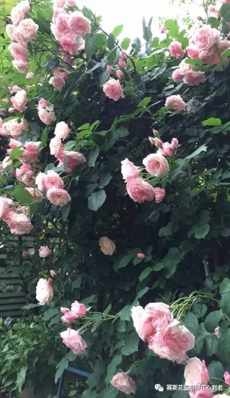 月季如美女， 修剪是关键