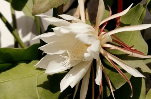 昙花的生长环境